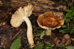 Russula amerorecondita