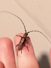 Didymocantha obliqua