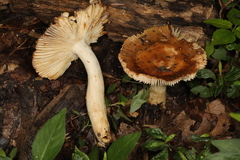 Russula amerorecondita