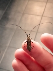 Didymocantha obliqua