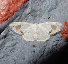 Scopula pedilata
