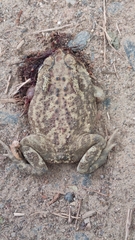 Duttaphrynus melanostictus