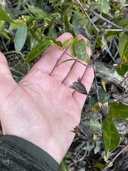 Gelsemium sempervirens