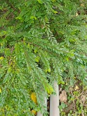 Phyllanthus myrtifolius