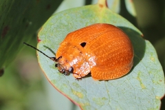 Paropsis augusta