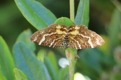 Chrysolarentia polycarpa
