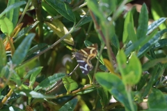 Chrysolarentia oxygona
