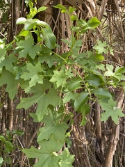 Marah macrocarpa