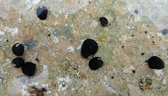 Nerita atramentosa