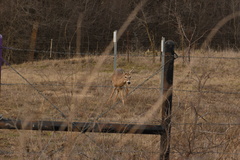 Odocoileus virginianus texanus
