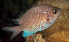 Chromis alpha