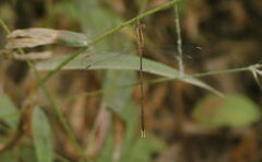 Lestes viridulus