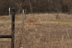 Odocoileus virginianus texanus