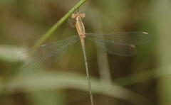 Lestes viridulus