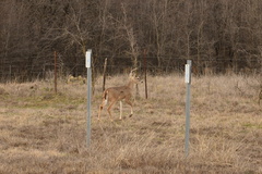 Odocoileus virginianus texanus