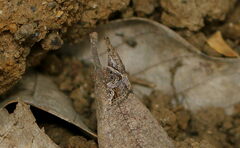 Hypena laceratalis