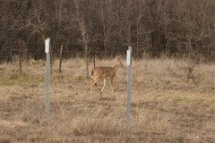 Odocoileus virginianus texanus