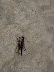 Homoeoxipha lycoides