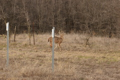 Odocoileus virginianus texanus