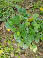 Peperomia rotundifolia