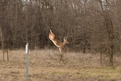 Odocoileus virginianus texanus