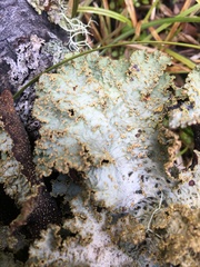 Yarrumia colensoi