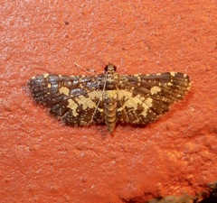 Eurrhyparodes bracteolalis
