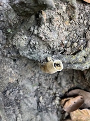 Tetragonilla collina