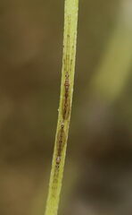 Styringomyia