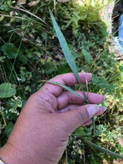 Perideridia parishii latifolia