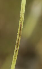 Styringomyia