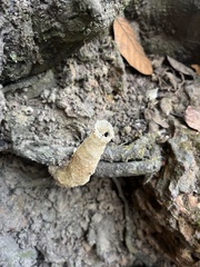 Tetragonilla collina