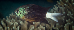 Chromis xanthura