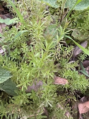 Galium aparine