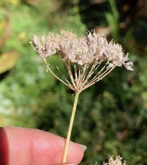 Perideridia parishii latifolia