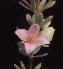 Boronia ternata ternata