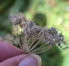 Perideridia parishii latifolia