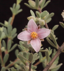 Boronia ternata ternata