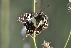 Papilio demoleus sthenelus