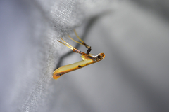 Caloptilia chrysitis