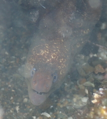 Gymnothorax mordax