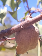 Hakea undulata