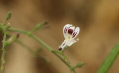 Andrographis paniculata