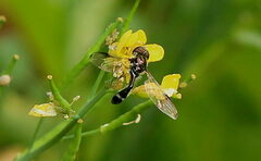 Syrphinae