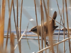 Acrocephalus melanopogon