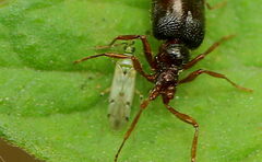 Nesidiocoris