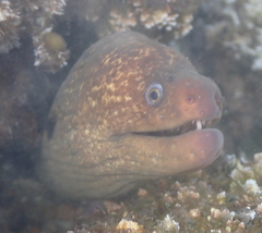 Gymnothorax mordax