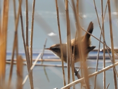 Acrocephalus melanopogon