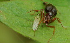 Nesidiocoris