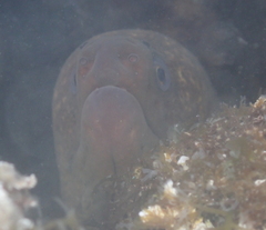 Gymnothorax mordax